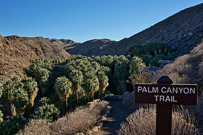 A view of the trail and palm trees at the Palm Canyon trailhead