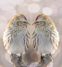bird-3696862_1920_edited.jpg