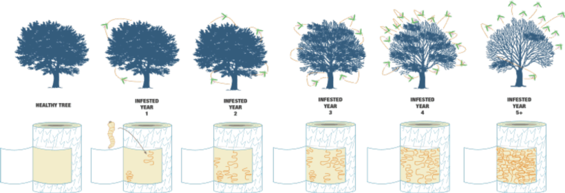 eab progress.png