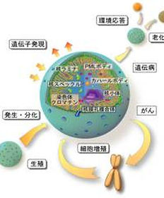 ゲノムDNAと細胞核