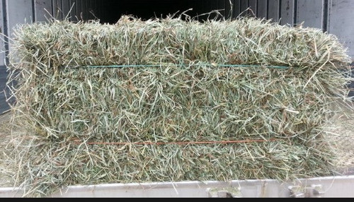 Timothy Hay 50LB Bale - Deliverable | Little Planes Farm