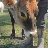 cow1.png