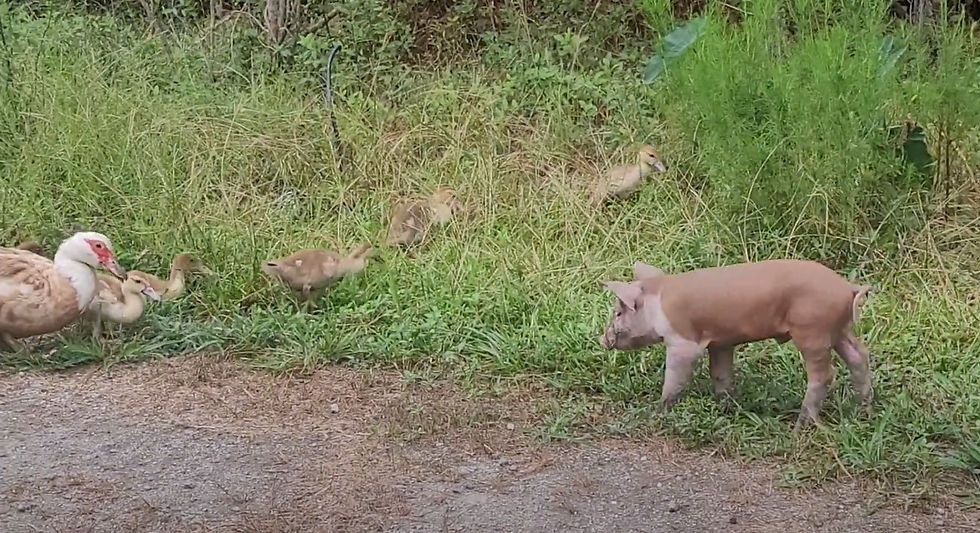 Thumbnail: Baby Piglets - Ready