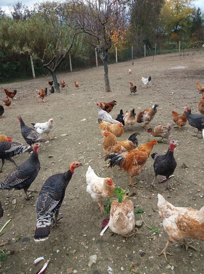 pollo