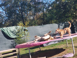 Zwei Hunde spielen auf einem Trampolin