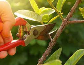 Prune.jpeg