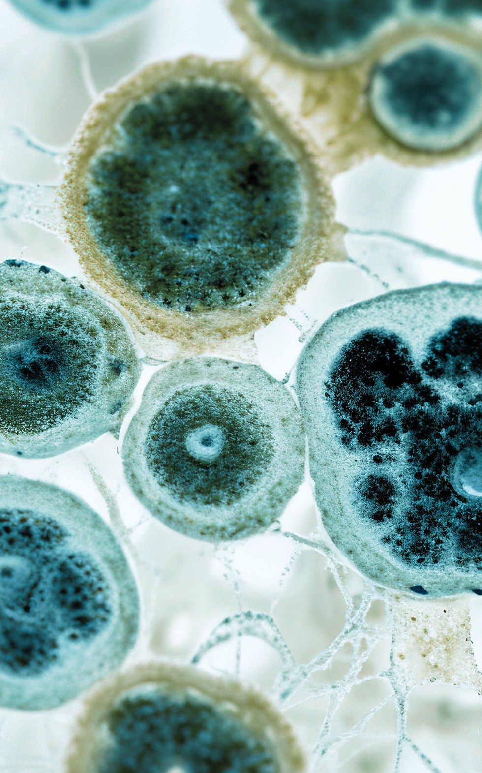Organic cells in muted green and blue tones