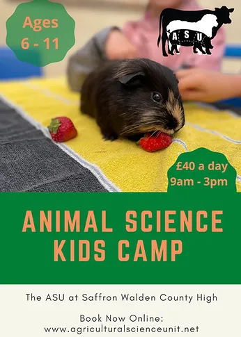 Holiday club 6-10.webp