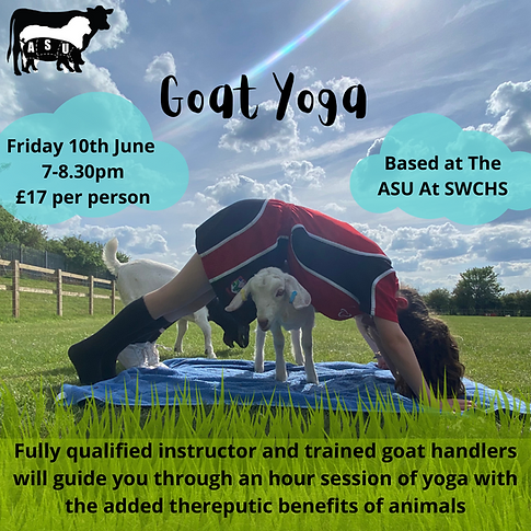 goat yoga.webp