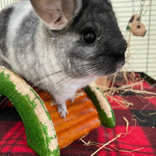 A grey chinchilla