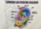 COMMON EAR.jpg