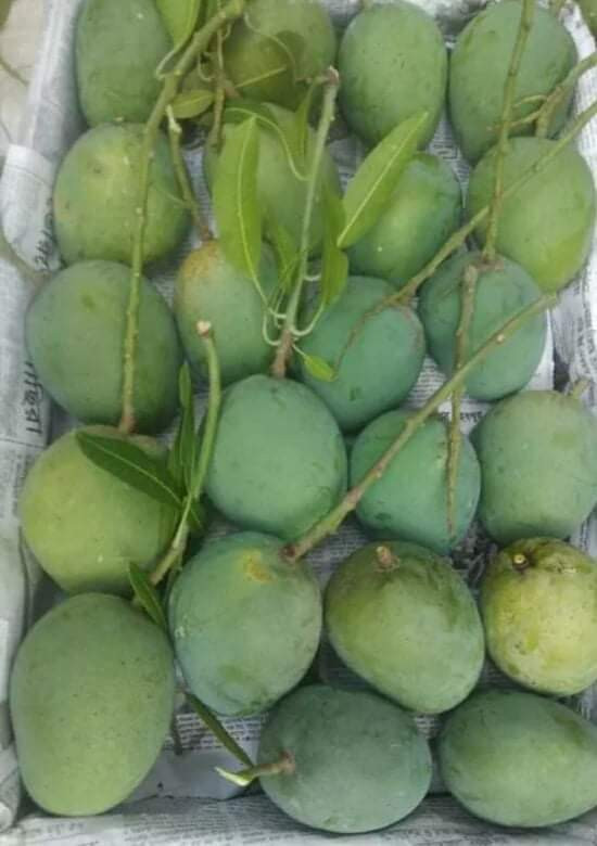Thumbnail: Mango (Rajshahi-Chapainawabganj)