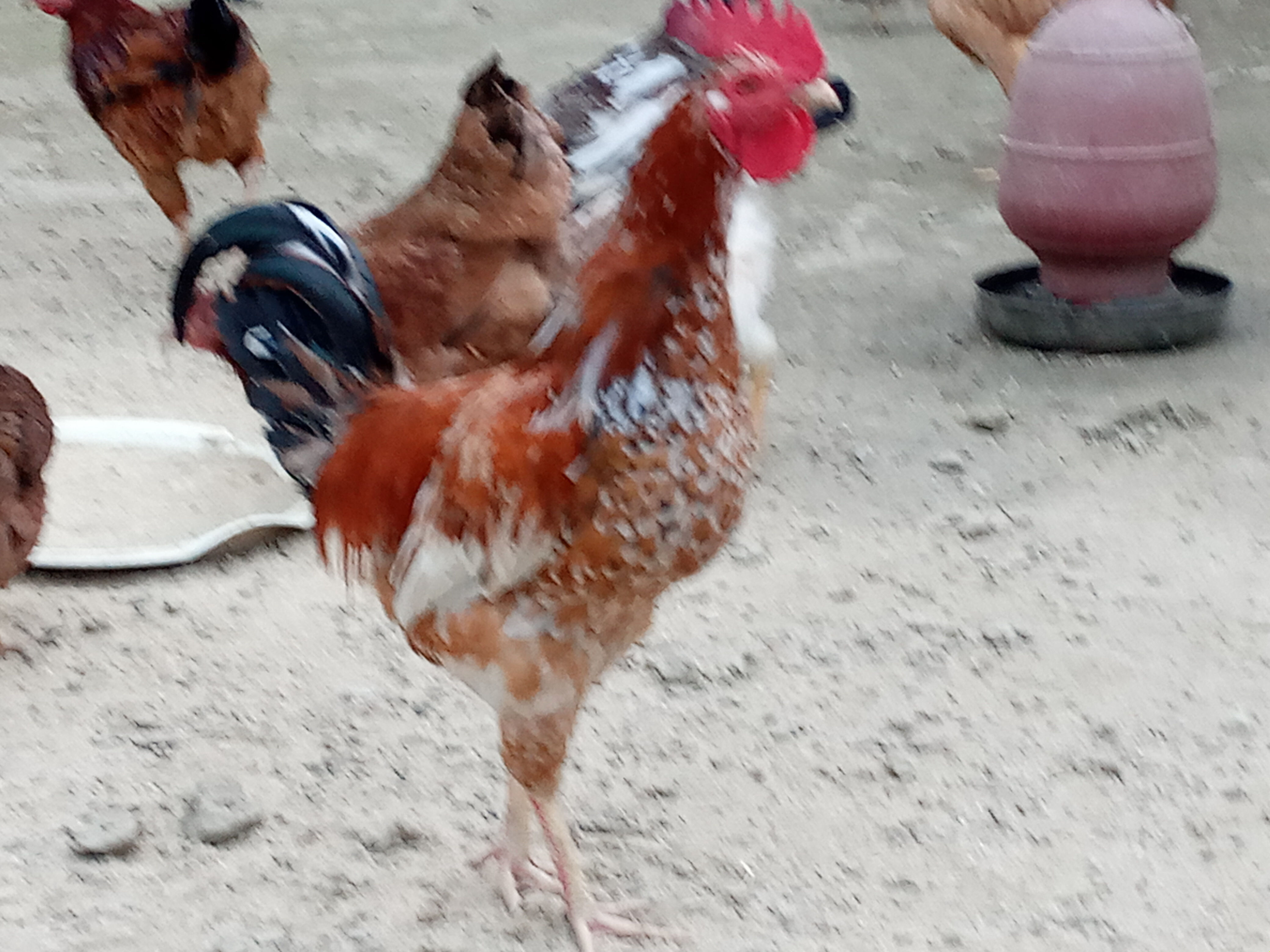 অর্গানিক দেশী মুরগী