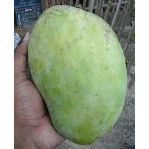 Thumbnail: Mango (Rajshahi-Chapainawabganj)