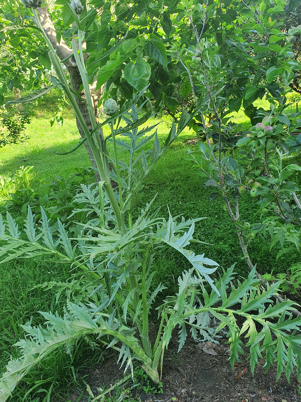 Thumbnail: Create your own slice of paradise! Organic Gardening