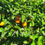 Thumbnail: Create your own slice of paradise! Organic Gardening