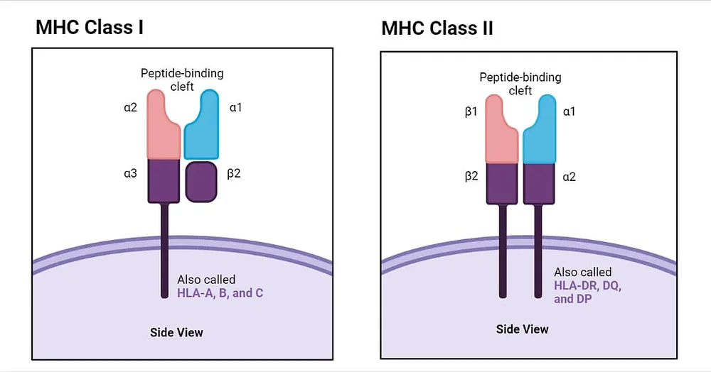 Icon Mhc Complex MHC Complex class 1