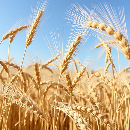 wheat.jpg