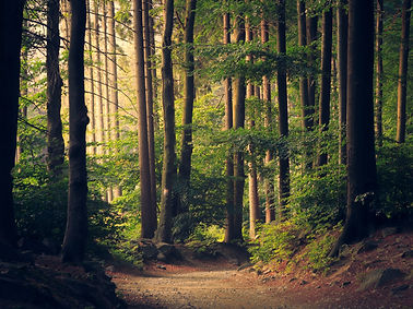 interior de un bosque