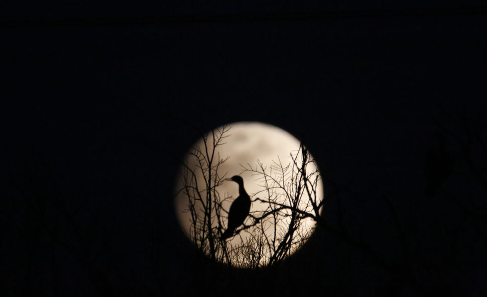 Cormorant and Full Moon