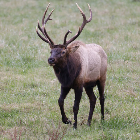 Elk /Wapiti, are large, majestic deer that are native to North America and parts of Asia