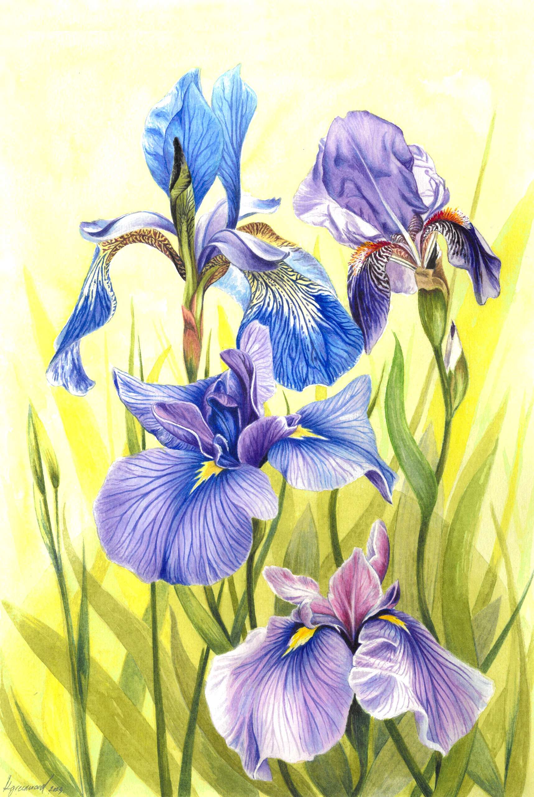 A vibrant iris painting by Kristina Greenwood Art, showcasing rich colors and intricate details of the flower's petals.