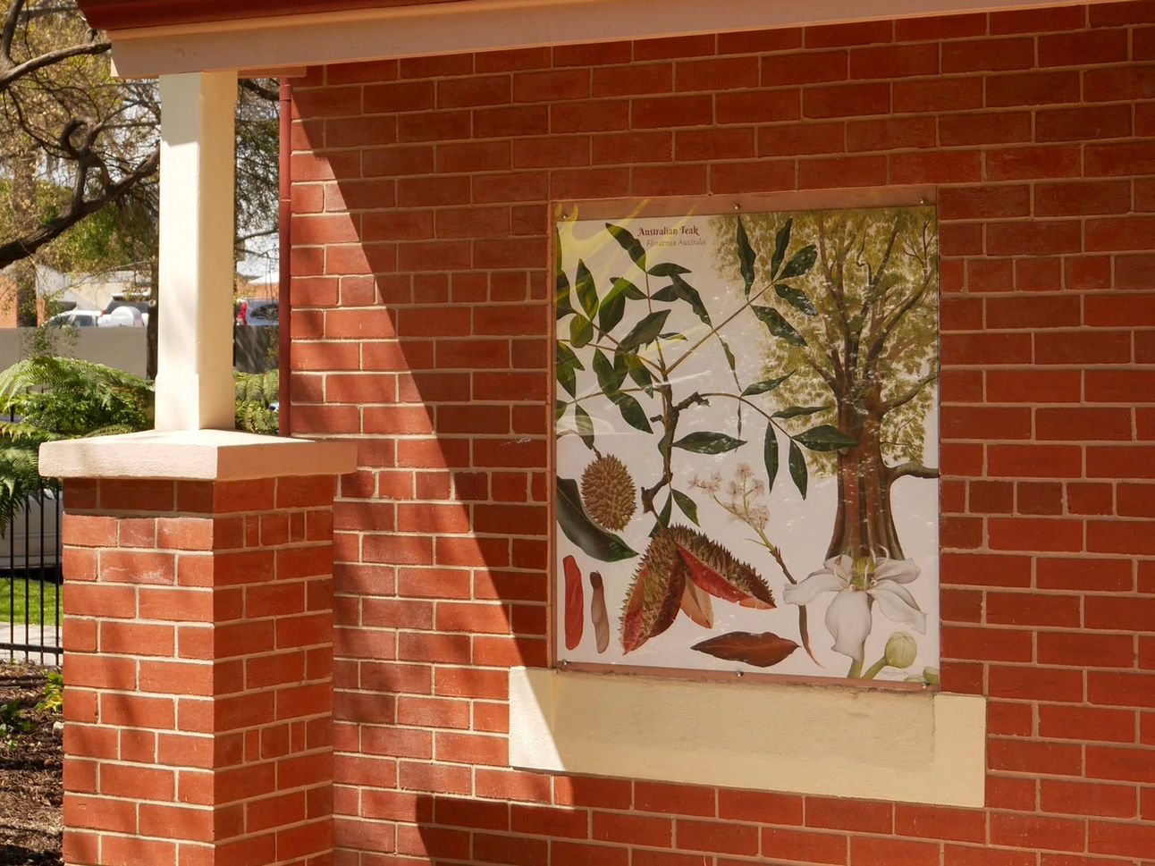 An artistic depiction of an Australian Teak tree, featured in the Albury Botanic Gardens, celebrating nature's elegance.