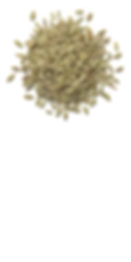 Fennel.jpg