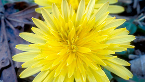 タンポポの抗ガン効果 Dandelion to tackle cancer