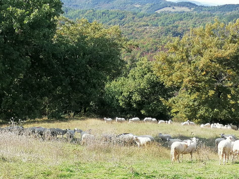 Der Herr ist mein Hirte, nichts wird mir fehlen…. – Psalm 23