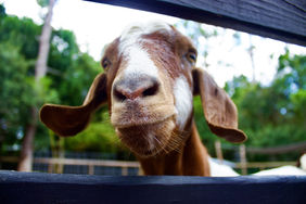 Enjoy interacting with our goats in our enclosed petting area