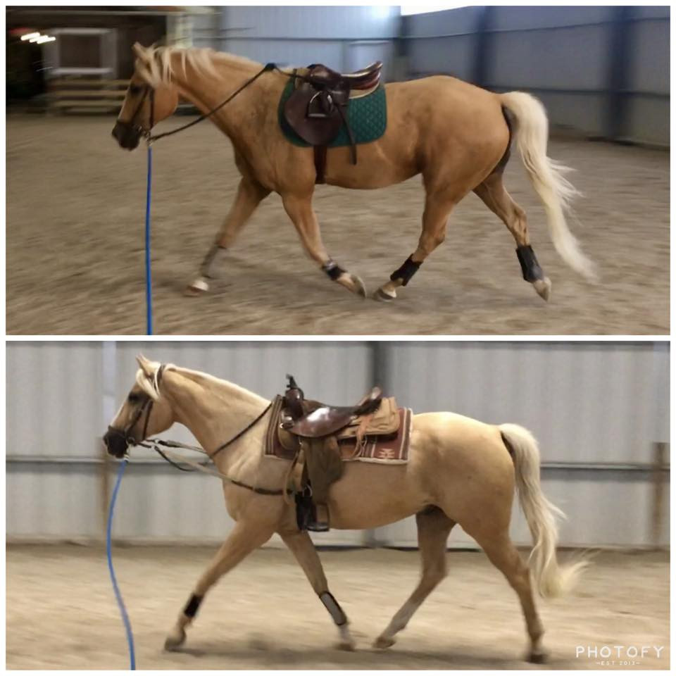 Photo Gallery Blended Spirits Ranch EquineAssisted Therapy Center