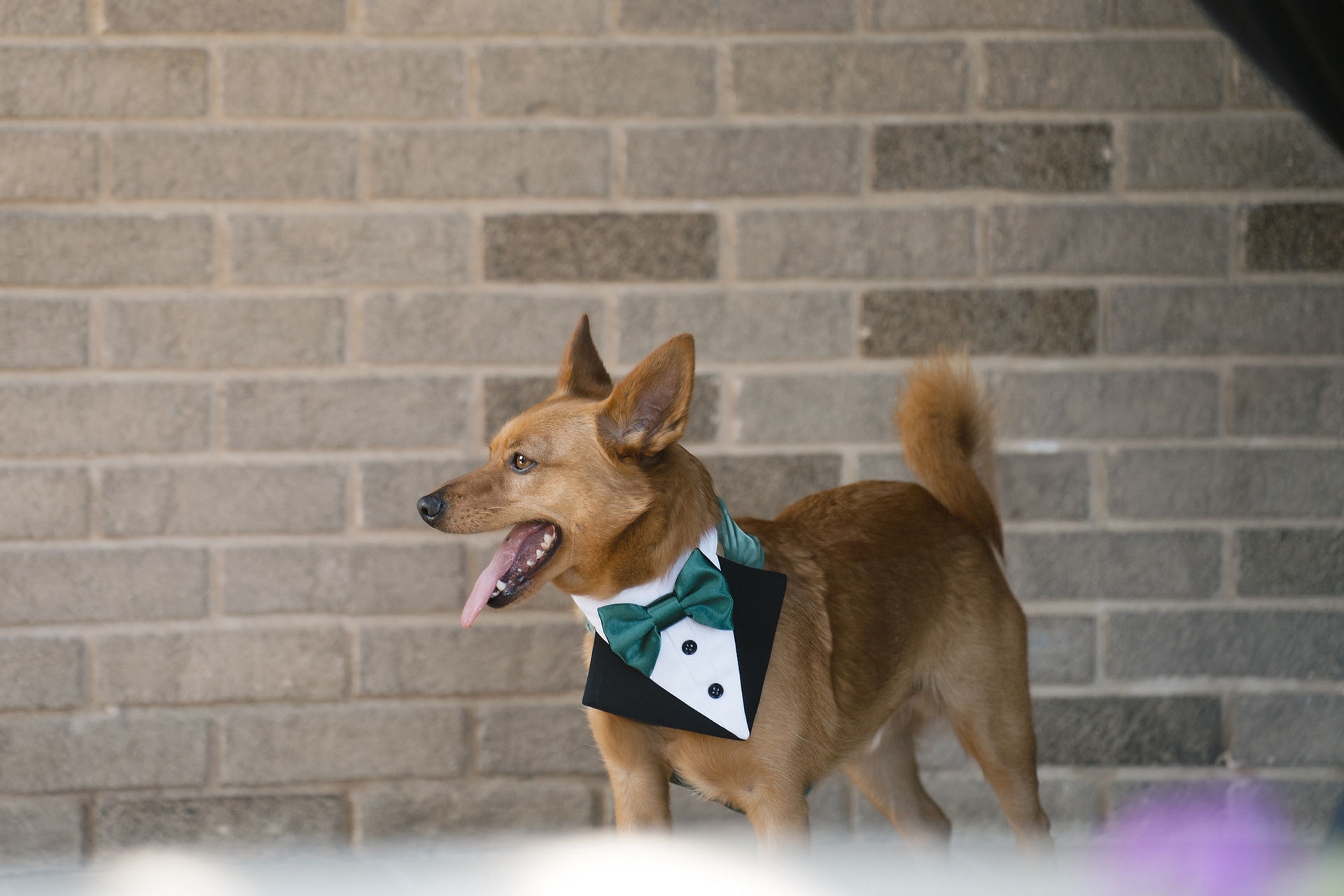 dog in tuxedo