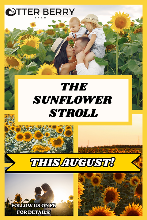 sunflower days .png