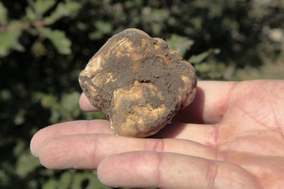 Corsi preparatori esame tartufo 2023 sessione Bologna/Ferrara