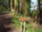Glenbeigh Fairy Forest