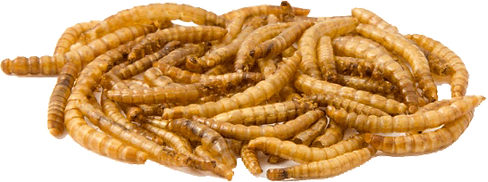 Dried-mealworms-by-Ezlis_edited.png