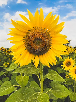 Geniet van de zon!