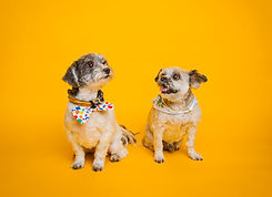 oscar and pebbles-43.jpg