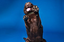 JackandShaggy-11.jpg