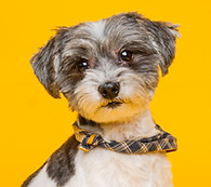oscar and pebbles-48.jpg