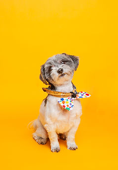 oscar and pebbles-40.jpg