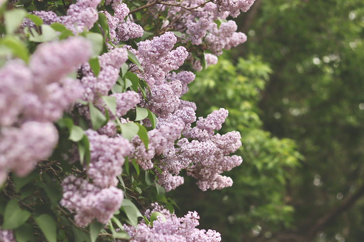 D50418F0-C753-4ADF-8DC6-5ED48811E37F_1_201_a.jpeg