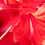 Miniatura: Flower - Hibisco