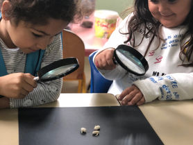 Regarder pousser la vie : les ateliers découverte de la Maternelle