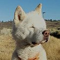 Woolly, Akita