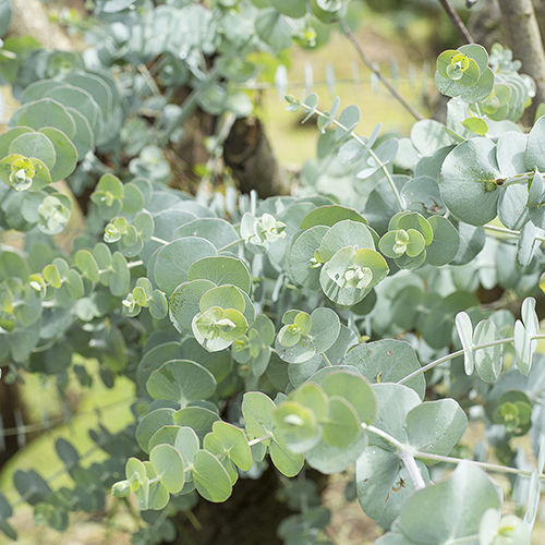 Different names for Eucalyptus