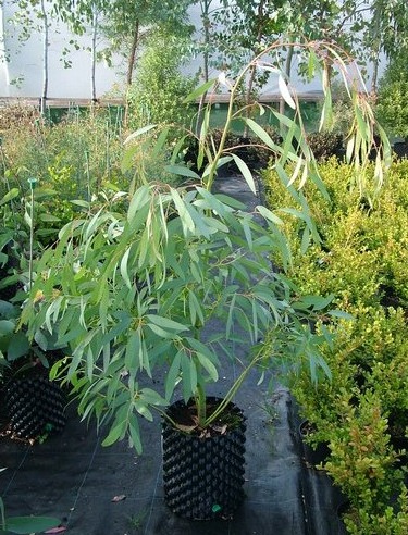 Eucalyptus Mitchelliana 3 Litre Mature Plant Eucalyptus Mitchelliana 3 Litre Mature Plant