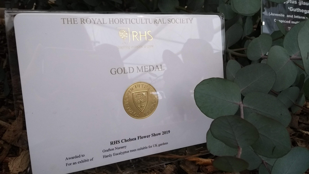 CHELSEA GOLD MEDAL WIN!