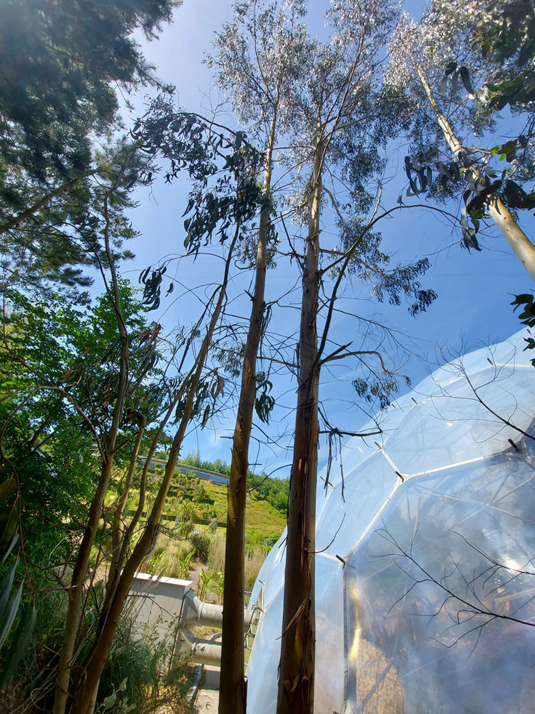 How tall do Eucalyptus trees grow?